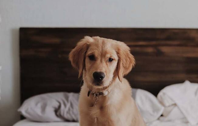 a dog sitting on a bed with a white blanket