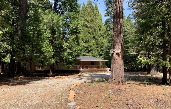 Great Shingletown location, near Lake McCumber