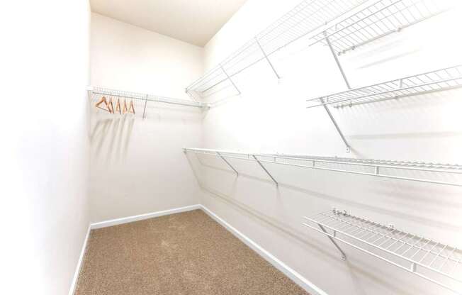 Empty walk-in closet with shelves and carpeted floor.