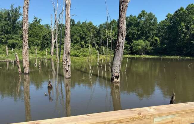 A lake with a wooden dock and dead trees in the background.
