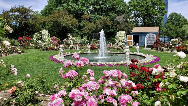 The Kelleher Rose Garden in the Back Bay Fens