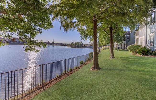 a tree next to a body of water