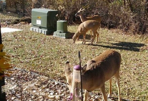 1 bed, 1 bath, 640 sqft, $1,050