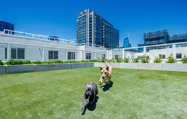 G12 Apartments Community Rooftop Dog Park