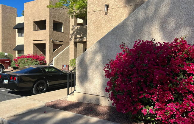 Studio, 1 bath, 535 sqft, $725, Unit 205