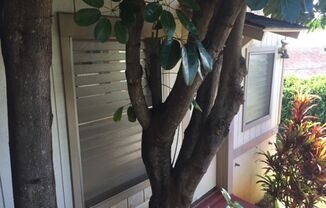 Kaimuki Studio!