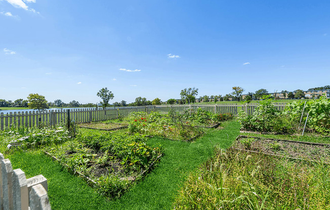 a community garden with a fence and green grass