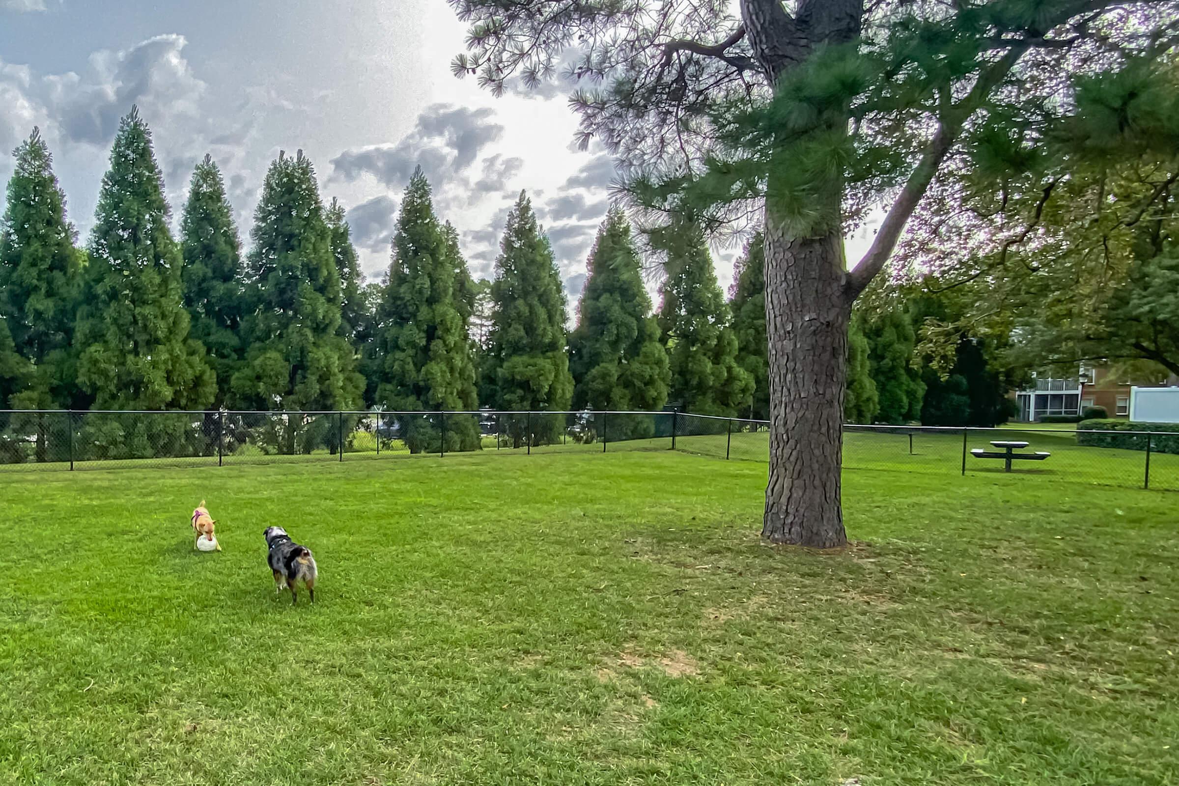 a group of people standing on a lush green field