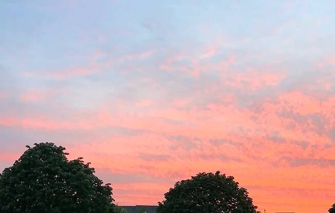 A park with trees and a pink sky at dusk.