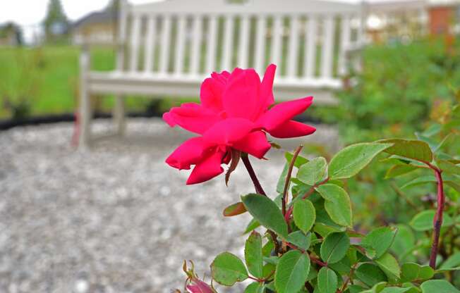 Edward Rose and Sons Rose Garden