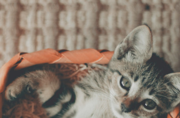 2 beds, 1 bath, 760 sqft, $1,300, Unit 54