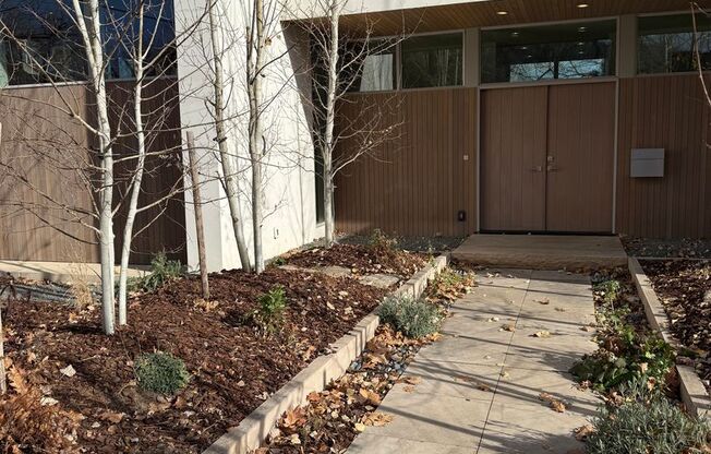 Silver Maple Stunning