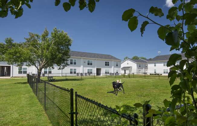 a dog walking in a field in front of houses